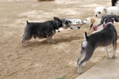 Baxter - Taking fun away from everyone else since 2009 lol - Everything is his.   Dog Park Fun