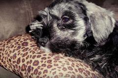 Baxter-Baby-Pictures-9