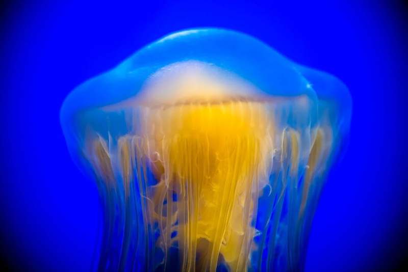 egg-yolk-jelly-tr17-140